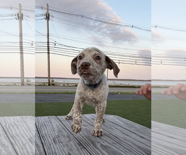 Medium Photo #4 Mutt Puppy For Sale in Garden City, NY, USA