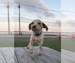 Small #3 Mutt