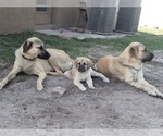 Small Photo #1 Anatolian Shepherd Puppy For Sale in HOLIDAY, FL, USA