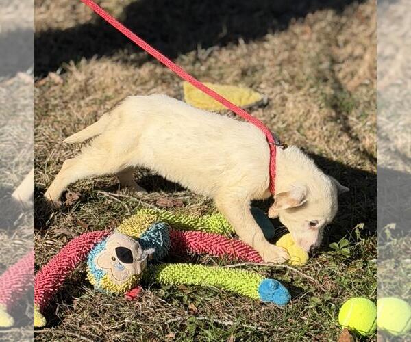 Medium Photo #4 Labrador Retriever-Unknown Mix Puppy For Sale in Yardley, PA, USA