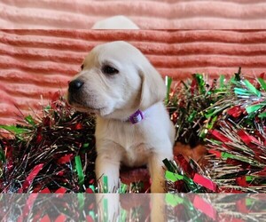 Golden Labrador Puppy for Sale in SAYRE, Pennsylvania USA