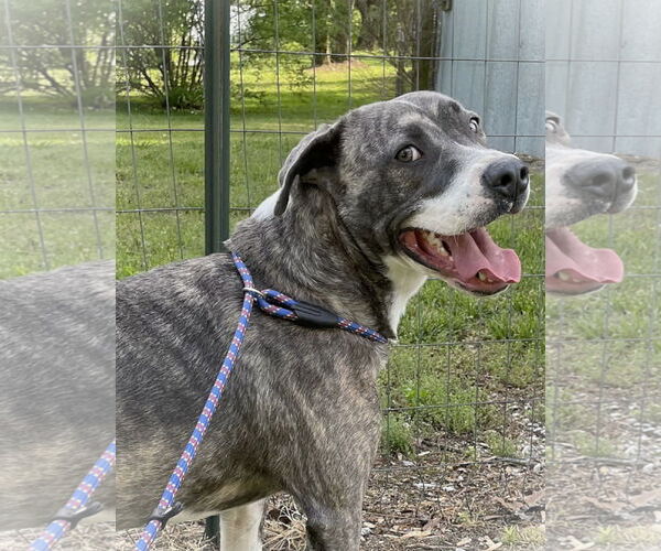 Medium Photo #5 Mutt Puppy For Sale in Crandall, GA, USA