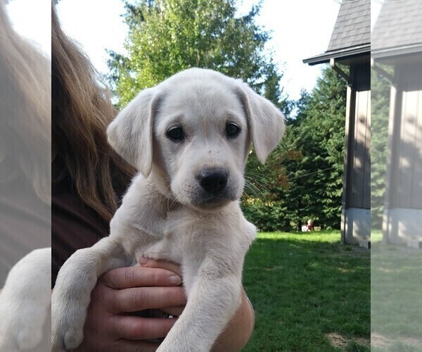 Medium Photo #5 Labrador Retriever Puppy For Sale in AMBOY, WA, USA