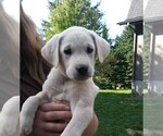 Small Photo #5 Labrador Retriever Puppy For Sale in AMBOY, WA, USA