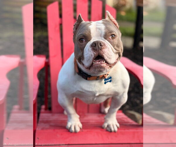 Medium Photo #6 American Staffordshire Terrier-French Bulldog Mix Puppy For Sale in Berkeley, CA, USA