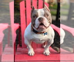 Small #5 American Staffordshire Terrier-French Bulldog Mix