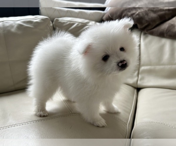 Medium Photo #15 Pomeranian Puppy For Sale in DES MOINES, WA, USA