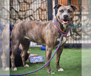 American Pit Bull Terrier Dogs for adoption in Sacramento, CA, USA