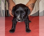 Small Photo #7 Cane Corso Puppy For Sale in GRENVILLE, NM, USA
