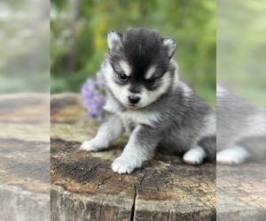 Alaskan Klee Kai-Pomsky Mix Litter for sale in STAPLES, MN, USA