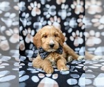 Small Photo #8 Goldendoodle Puppy For Sale in QUARRYVILLE, PA, USA