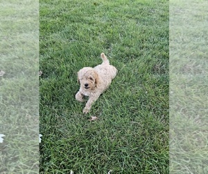 Double Doodle Puppy for sale in JERSEYVILLE, IL, USA