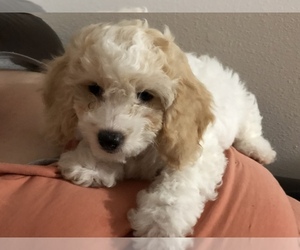 Cockapoo-Maltipoo Mix Puppy for sale in VANCOUVER, WA, USA