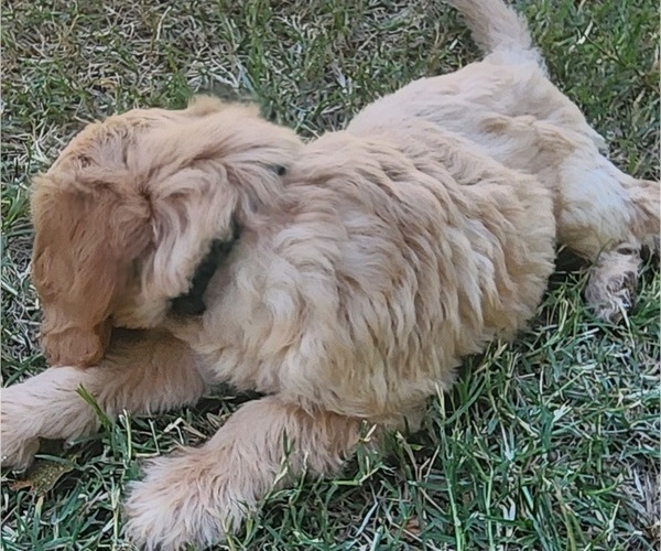 Medium Photo #3 Doodle-Goldendoodle Mix Puppy For Sale in WACO, TX, USA