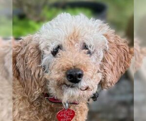 Poodle (Miniature) Dogs for adoption in Arlington, VA, USA