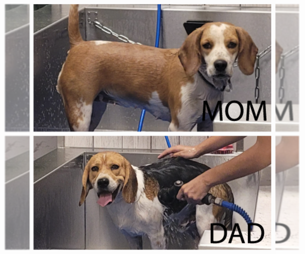 Medium Photo #1 Beagle Puppy For Sale in CHANDLER, AZ, USA