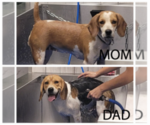Small Photo #1 Beagle Puppy For Sale in CHANDLER, AZ, USA