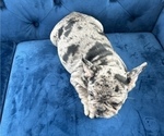 Small Photo #17 French Bulldog Puppy For Sale in HOUSTON, TX, USA