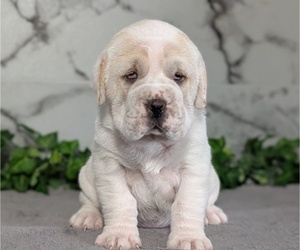 Medium Cocker-Pei