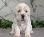 Puppy Casey Cocker-Pei
