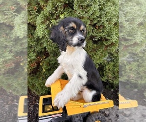 Cockapoo Puppy for sale in MIDDLEBURY, IN, USA