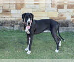 Small #3 Great Dane