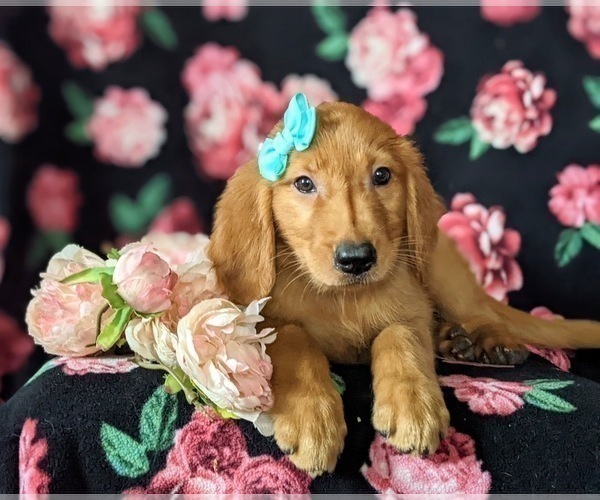 Medium Photo #6 Golden Retriever Puppy For Sale in NOTTINGHAM, PA, USA