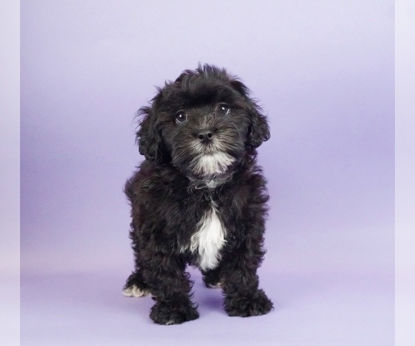 Medium Photo #2 Shih-Poo Puppy For Sale in WARSAW, IN, USA