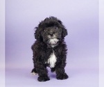 Small Photo #2 Shih-Poo Puppy For Sale in WARSAW, IN, USA