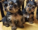 Small Photo #25 Yorkshire Terrier Puppy For Sale in SUWANEE, GA, USA