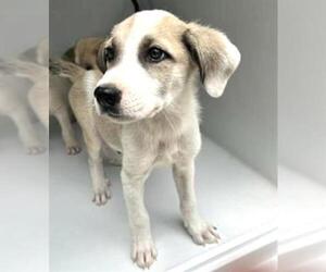 German Shepherd Dog-Unknown Mix Dogs for adoption in Houston, TX, USA