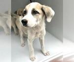 Small German Shepherd Dog Mix