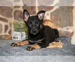 Puppy Rachel German Shepherd Dog