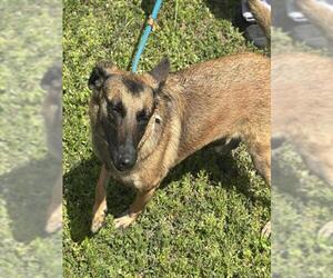 Mutt Dogs for adoption in Fort Lauderdale, FL, USA