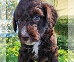 Small #1 F2 Aussiedoodle