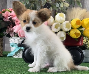 Papillon Puppy for sale in CANOGA, NY, USA