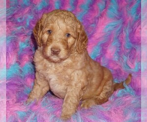 Labradoodle mix (+ Poodle Standard) Puppy for sale in LA HABRA, CA, USA