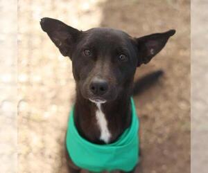 Labrador Retriever Dogs for adoption in San Antonio, TX, USA