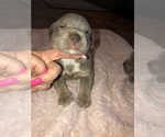 Small Photo #19 American Bully Puppy For Sale in CONCORD, CA, USA