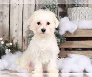 Maltese Puppy for sale in MOUNT VERNON, OH, USA