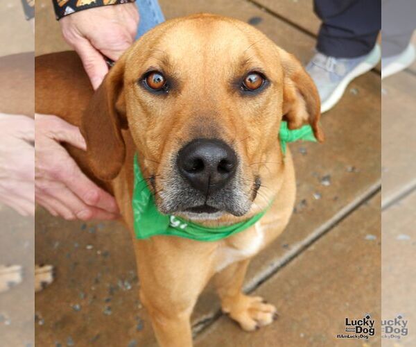Medium Photo #5 Mutt Puppy For Sale in Washington, DC, USA