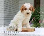 Small #1 Goldendoodle (Miniature)