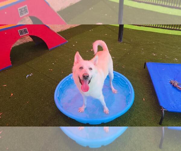 Medium Photo #5 Gerberian Shepsky Puppy For Sale in McKinney, TX, USA