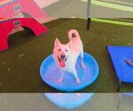 Small #4 Gerberian Shepsky