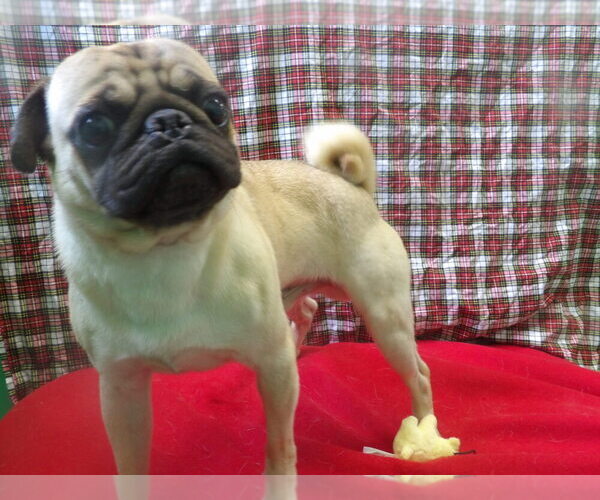 Medium Photo #3 Pug Puppy For Sale in PATERSON, NJ, USA