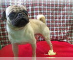 Small #2 Pug