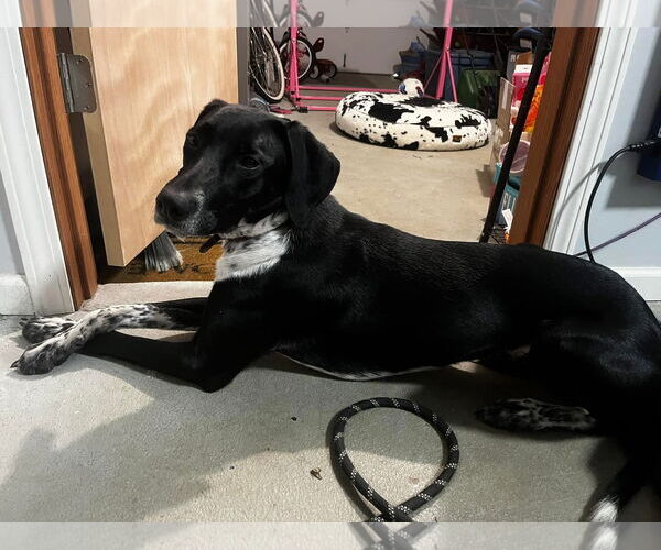 Medium Photo #7 Pointer-Unknown Mix Puppy For Sale in Germantown, OH, USA