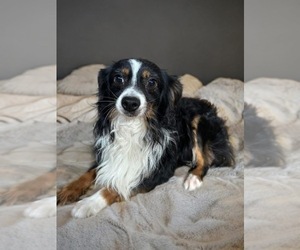 Father of the Miniature Australian Shepherd puppies born on 05/10/2025