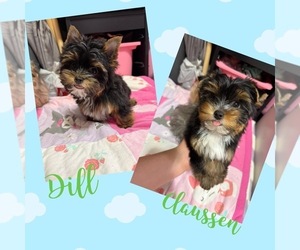 Yorkshire Terrier Puppy for Sale in VALRICO, Florida USA