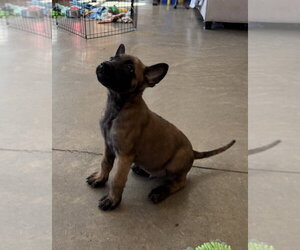 Elements Litter - Xenon - Located in Georgia - Male Mutt Dog for Adoption - Photo #2